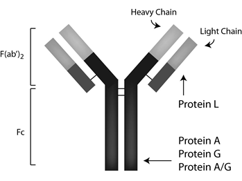 Protein AGL